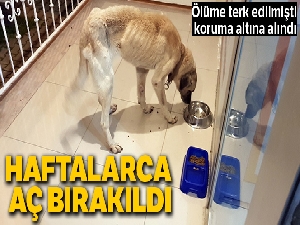 Haftalarca aç bırakılan köpek ölmek üzereyken bulundu