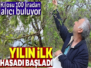 Yılın ilk hasadı çağlalar 100 liradan alıcı buluyor