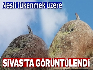Sivas'ta nesli tükenmekte olan vaşak görüntülendi