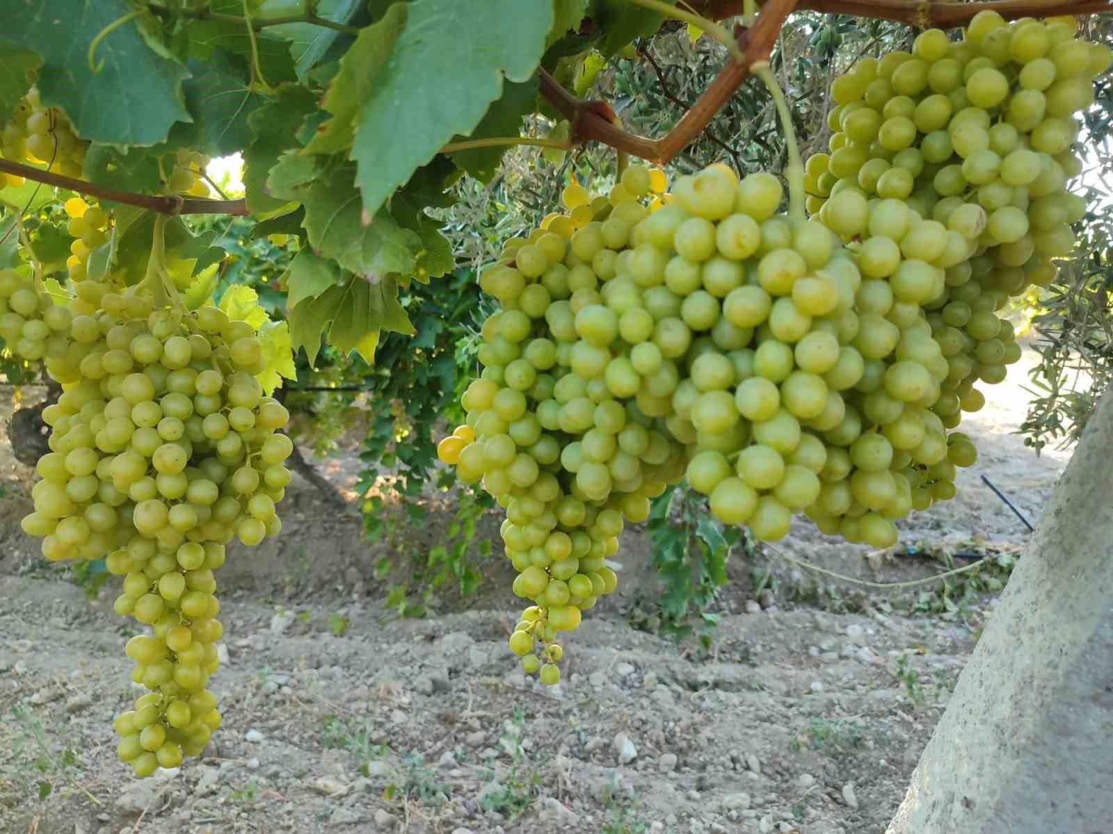 buldan-da-sultaniye-uzumunde-hasat-heyecani-basladi