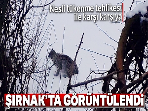 Şırnak'ta nesli tükenmekte olan vaşak görüntülendi