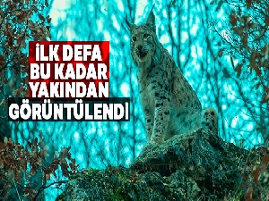 Kırmızı listedeki 'Vaşak' ilk defa bu kadar yakından görüntülendi