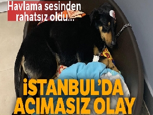 Havlama sesinden rahatsız olduğu köpeği başından vurdu