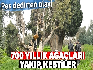 Arıları kovmak için 700 yıllık ağaçları yakıp, kestiler