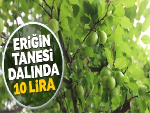 Eriğin tanesi dalında 10 lira
