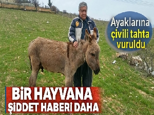 Gaziantep'te sıpaya akıl almaz işkence