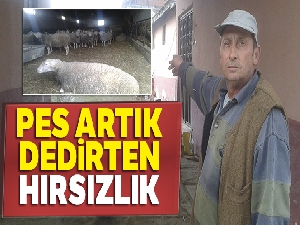 Köpekleri uyutup hırsızlık yaptılar!