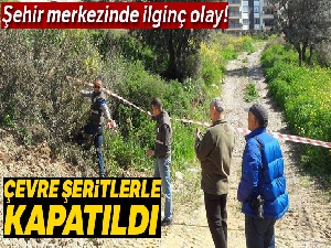 Yaban domuzu şehir merkezinde altı yavru doğurdu