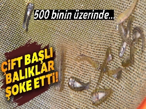 Farklı bir alabalık ırkı geliştirmek isteyince...