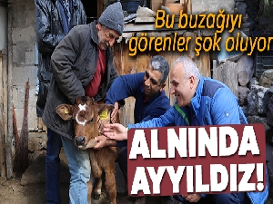 Alnında ayyıldıza benzeyen işaretle doğan buzağı büyük ilgi görüyor