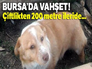 Bunu yapan insan olamaz! Sabah köpeği göremeyen sahibi tarlada ölü olarak buldu.