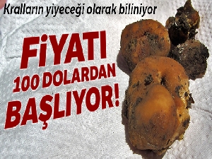 Kahramanmaraş'ta kralların yiyeceği 'trüf mantarı' üretimi başlıyor