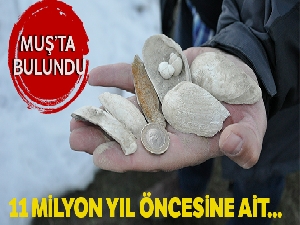 Muş'ta deniz canlılarına ait 11 milyon yıllık fosiller bulundu