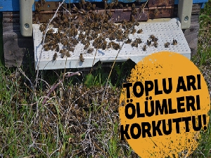 Bursa'da toplu arı ölümleri korkuttu