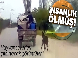 Eşeğe insanlık dışı uygulama
