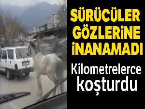 Vicdansız sürücü atını aracının arkasına bağlayıp ana yolda koşturdu
