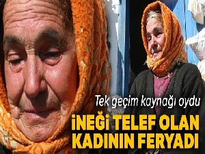 Telef olan ineğinin başında feryat eden kadın ‘acı ve çaresizliğin' yüzü oldu