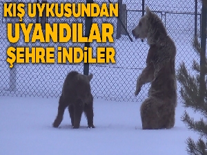Aç ayılar uykudan uyanır uyanmaz ilçe merkezine indi