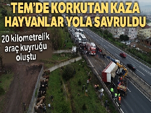 Kocaeli TEM'de hayvan yüklü tır yola devrildi araç kuyruğu oluştu