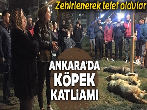Başkent'te zehirli etlerle köpek katliamı