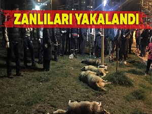 Köpekleri zehirleyen zanlılar yakalandı