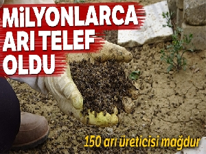 Milyonlarca arı telef oldu!