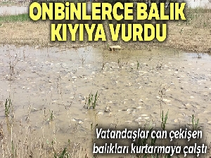 Bursa'da on binlerce balık kıyıya vurdu