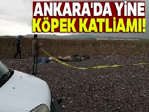 Ankara'da yine köpek katliamı