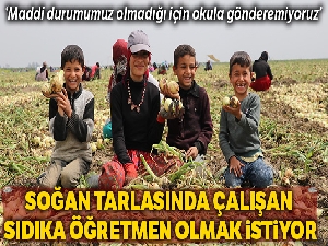 Öğretmen olmak isteyen Sıdıka, soğan tarlasında çalışıyor