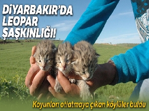 Diyarbakır'da bir yetişkin ve 3 yavru leopar görüldü