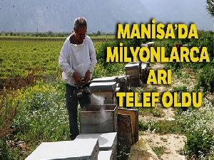 Manisa'da bilinçsiz zirai ilaçlamadan dolayı milyonlarca arı telef oldu