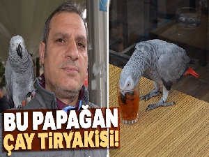 Bu papağan çay tiryakisi