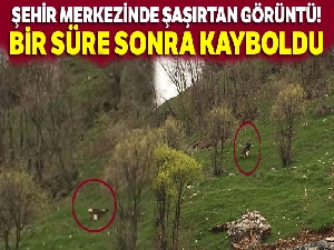 Şehir merkezinde şaşırtan görüntü! Bir süre sonra kayboldu