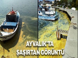 Ayvalık'ta deniz üzerindeki sarı tabaka şaşırttı