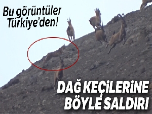 Vaşak, dağ keçisi sürüsüne böyle saldırdı