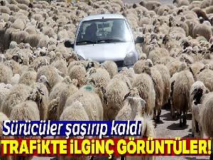 Koyun sürüsü karayoluna çıktı, sürücüler şaştı