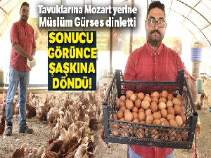Tavuklar Müslüm Babayla kavgayı bıraktı, yumurtlamaya başladı