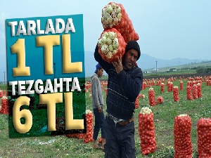 Soğan tarlada 1 lira