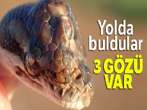 Avustralya'da 3 gözlü yılan bulundu