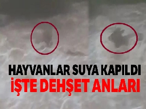 Hayvanlar suya kapıldı: Dehşet anları kamerada