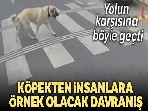 Bebek'te yaya geçidini kullanan köpek kamerada