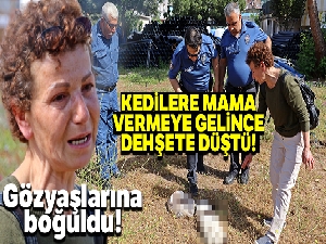 Beslediği sokak kedilerine mama vermeye gelince dehşete düştü!
