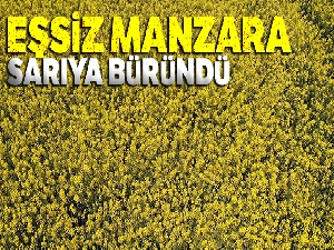Marmara'da tarlalar sarıya büründü