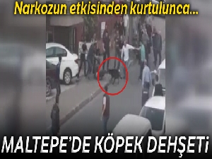 Maltepe'de narkozun etkisinden kurtulan köpek dehşet saçtı