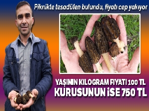 Piknikte tesadüfen bulundu, fiyatı cep yakıyor
