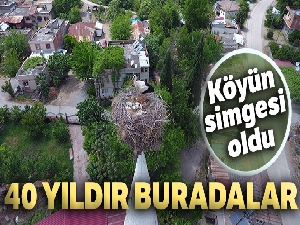 40 yıldır aynı caminin minaresine yuva yapan leylekler köyün simgesi oldu