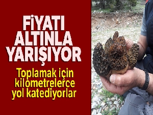 Altın değerinde mantar: Kuzugöbeği