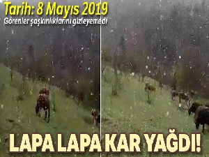 Mayıs ayında lapa lapa yağan kar şaşırttı
