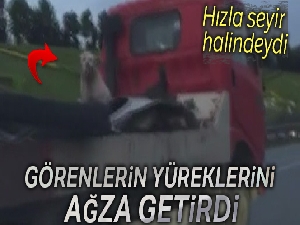 Oto çekicisinin üzerindeki köpeğin düşme tehlikesi yürekleri ağza getirdi