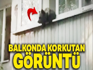 Evin balkonuna çıkan yavru ayı herkesi korkuttu